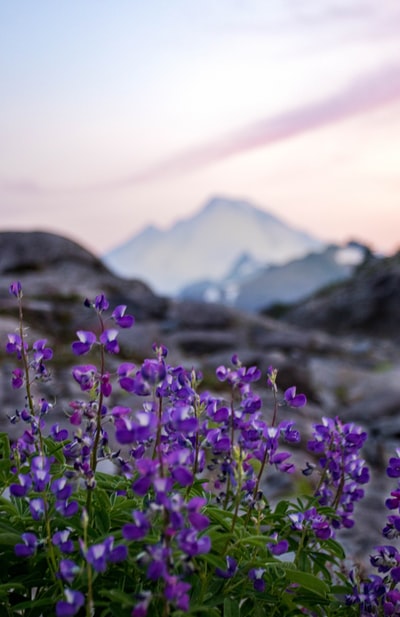 During the day, under the gray clouds near the mountains of purple petals of the flowers open
